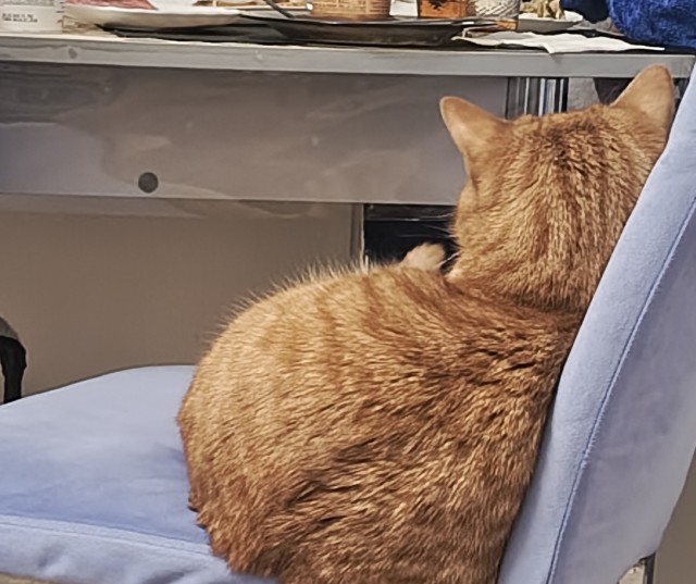 Встречайте: Кот, Который Покорил Всех