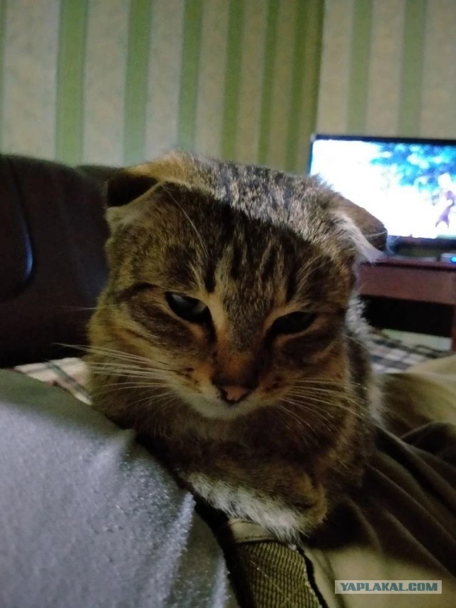 Двуликая Муся
