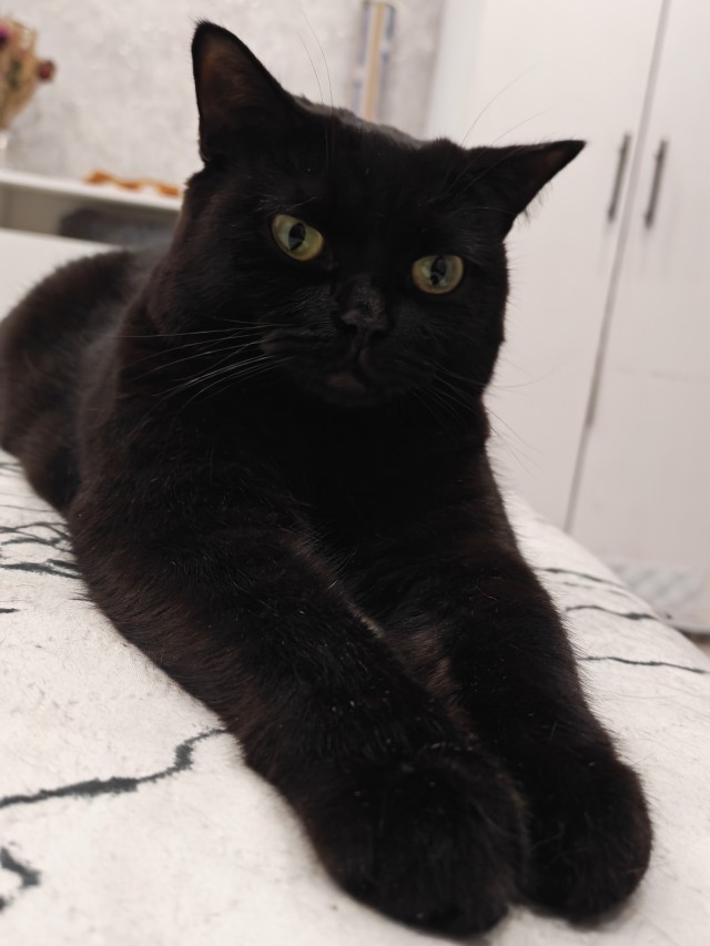 Фотки красивого кота.