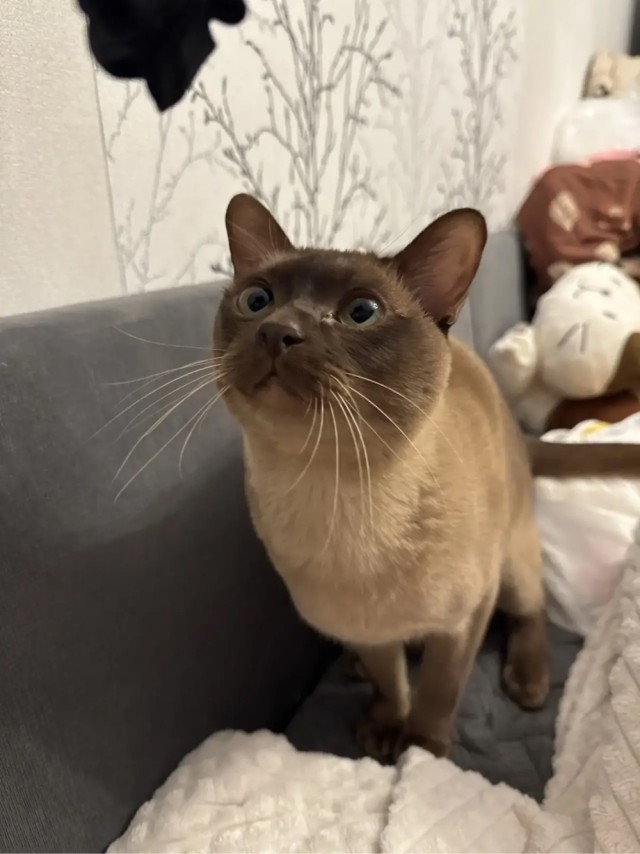 Котовторник