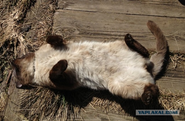 Все любят котиков!