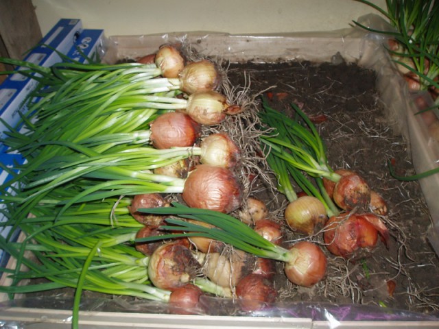 Зеленый лук.