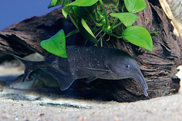 10 необычных аквариумных рыб, о которых вы должны