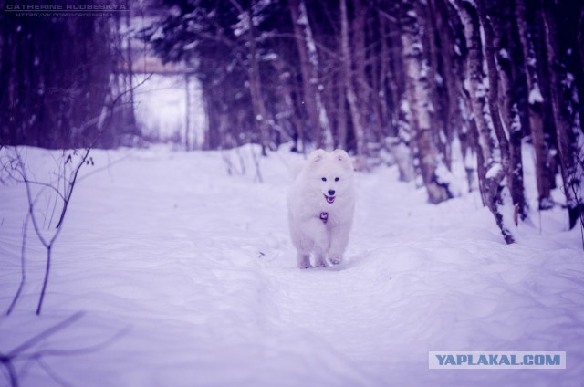 Самоедская лайка