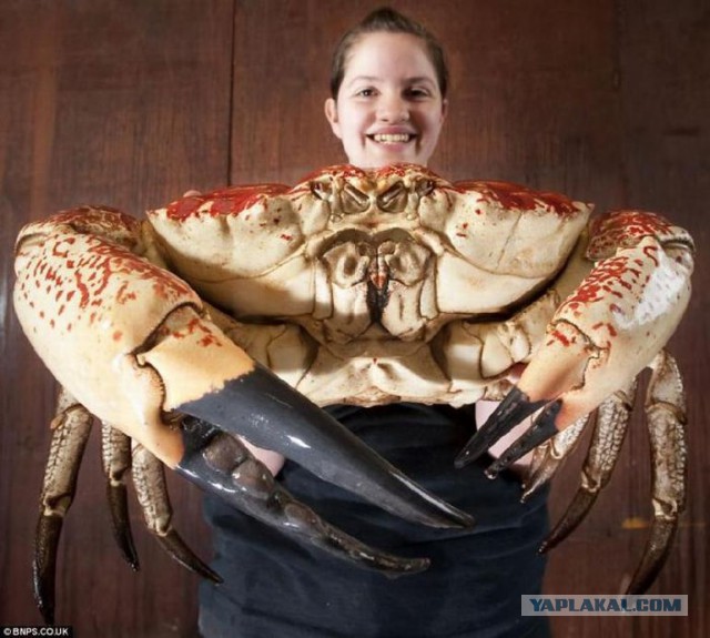 Морское быдло