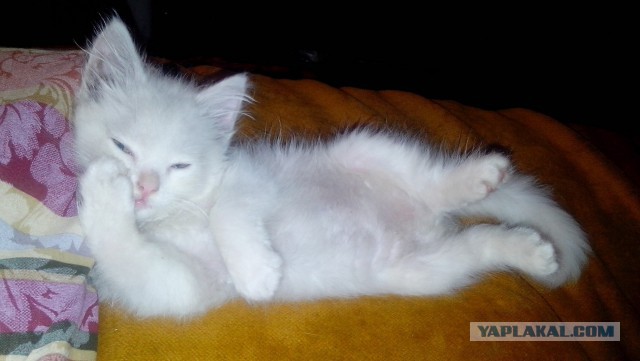 Котовторник 09.06.2015