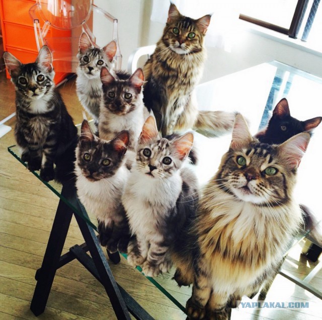 Котовторник