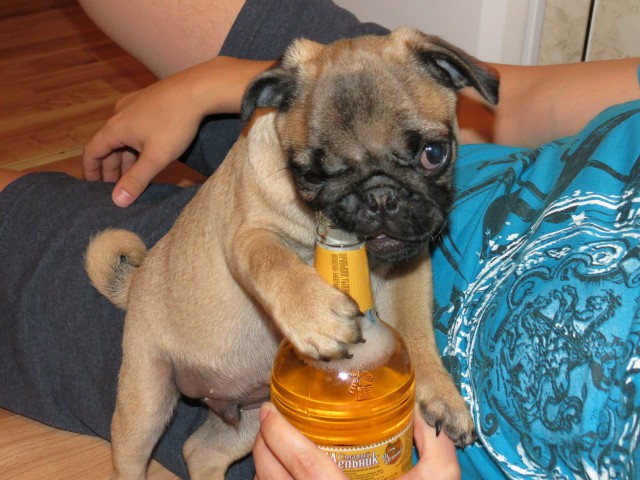 Прогулка с мопсом: унизительно, но увлекательно