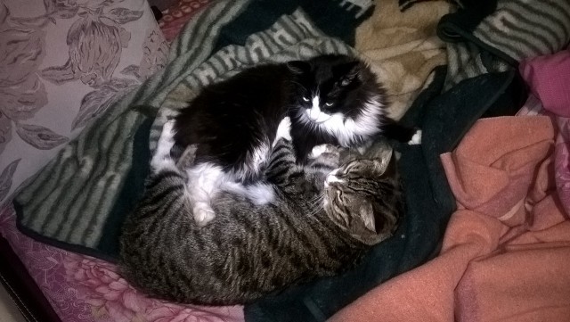 Котовторник 13.09.2016