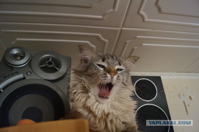 Мой зевающий кот