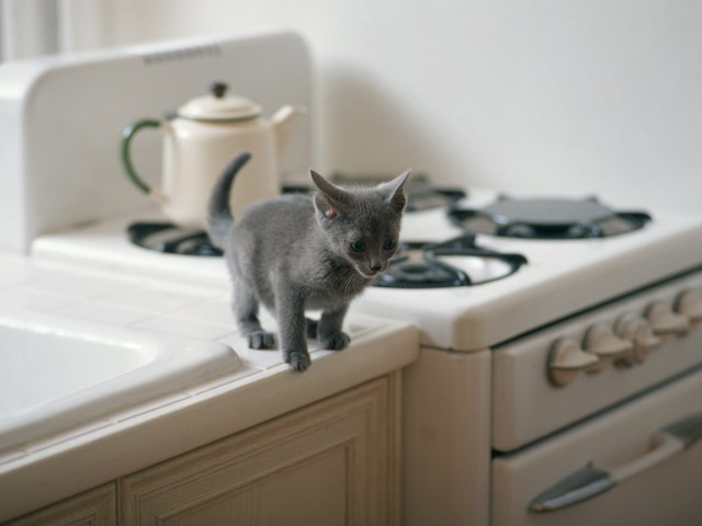 Коты из сети