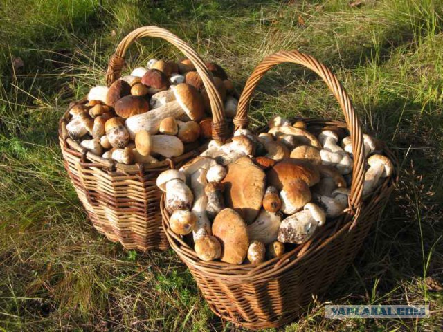 Грибам сезона 2016г. посвящается...