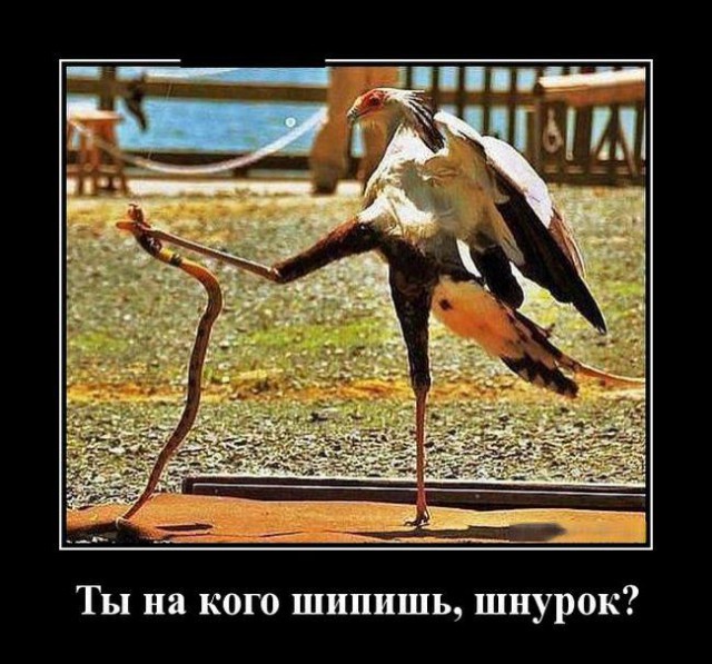 Картинки всяко-разные