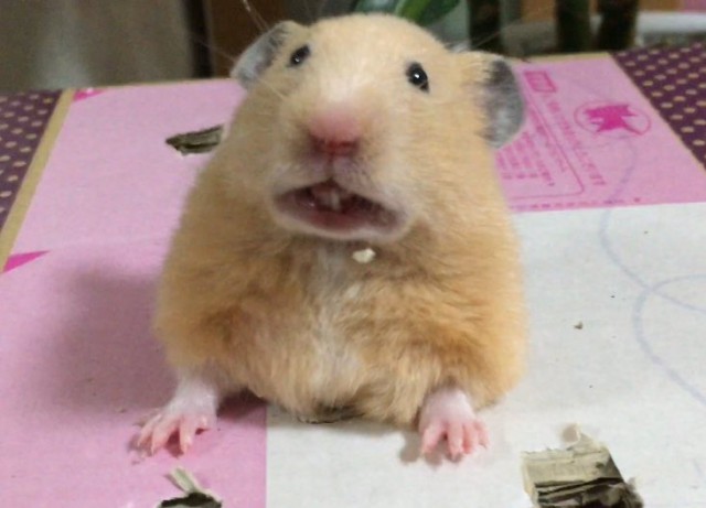 "Это все потому, что кто-то слишком много ест!"