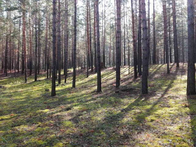 Караканский бор, тихая охота