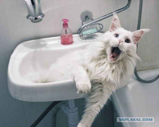 Котовторник 28.11.2017