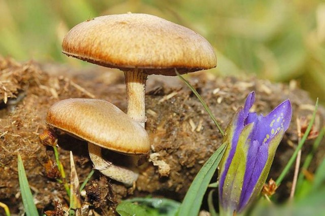 А у нас начало грибного сезона