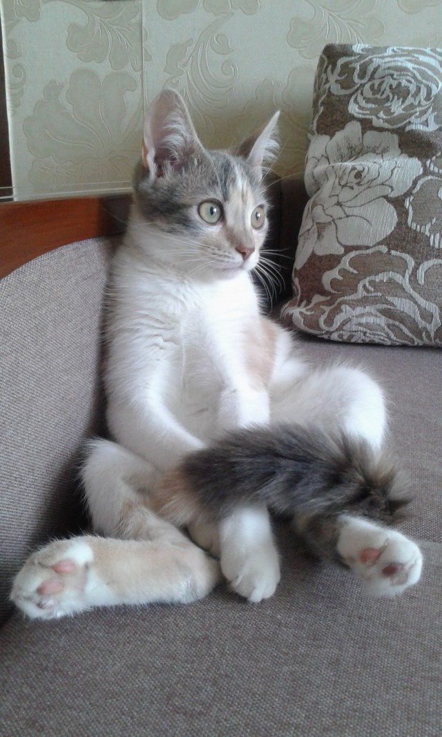 Прикольных котов пост
