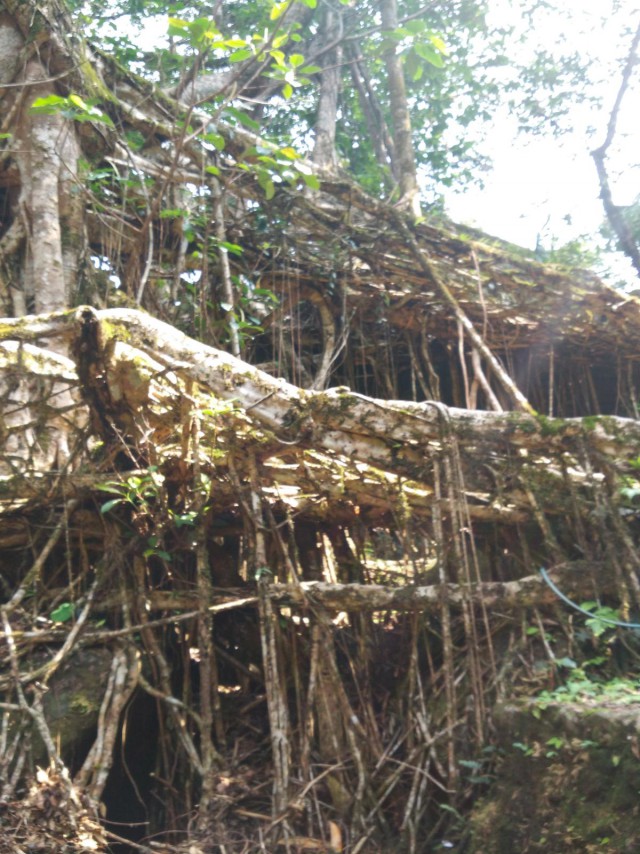 К живым мостам и обратно. Заметки из Индии