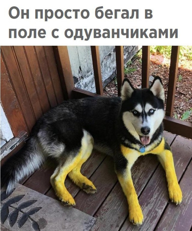 Прикольные картинки обо всем