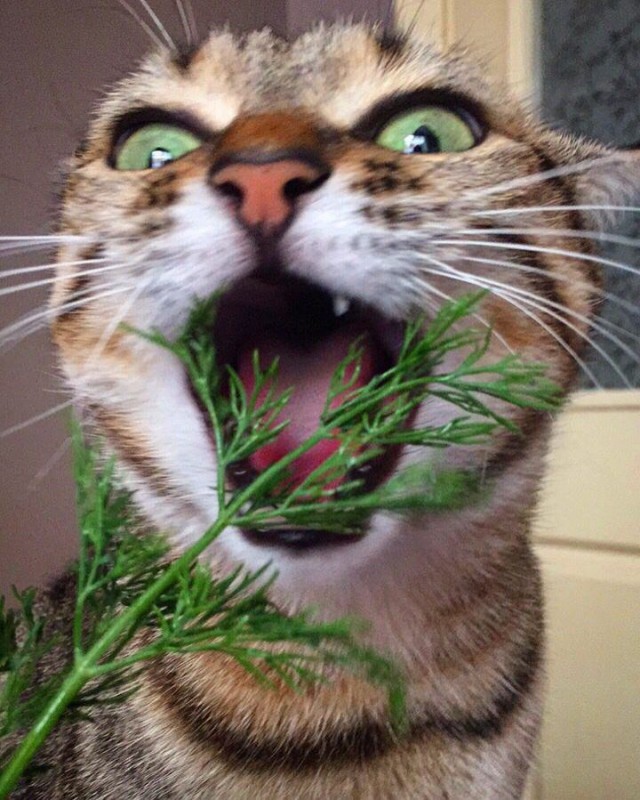 Прикольных котов пост