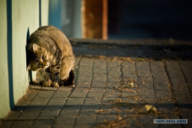 Котовторник на ЯПлакалъ