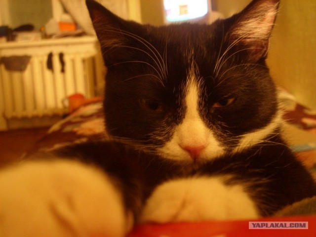 Котовторник на ЯПе (21.04.2009)