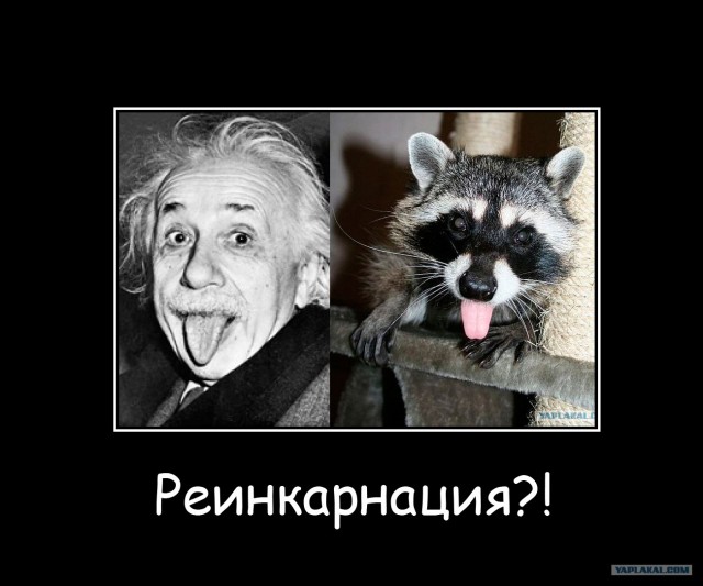 Самый домашний "бандит"