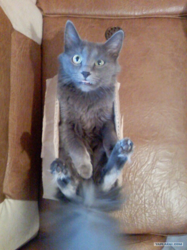 Котопятница