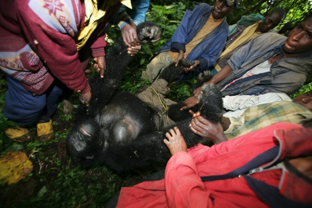 Убийство в Национальном парке Virunga (+18)