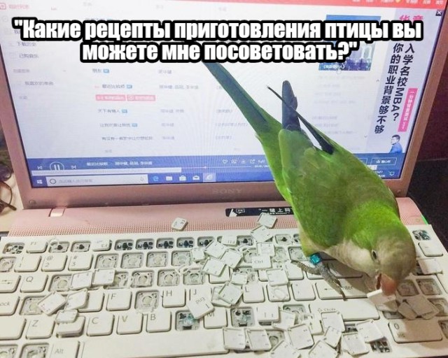 Нестандартный юмор