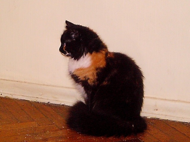 Котовторник 22.11.11