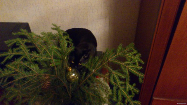 Котовторник (10.01.2012)