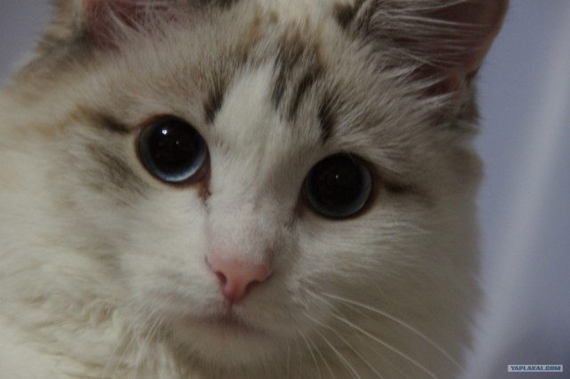 Котовторник (24. 01. 2012 )