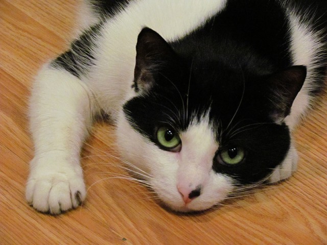 Котовторник (14.02.2012)