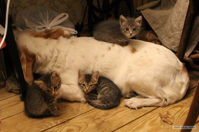 Котовторник 07.08.2012