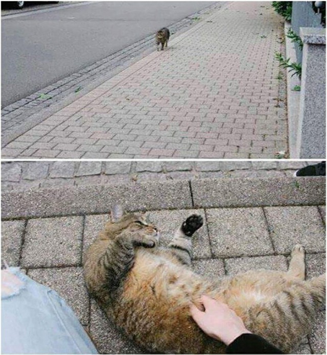 Прикольных котов пост
