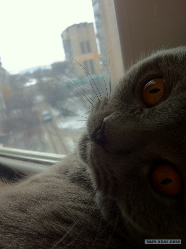 Кот на кресле