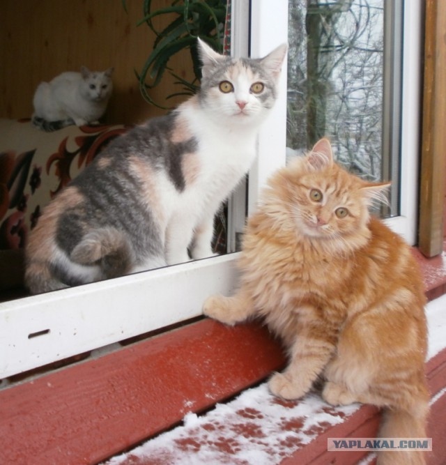 Котовторник 19.03.2019