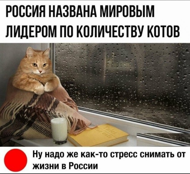 Анекдоты, соц-сети и картинки с надписями