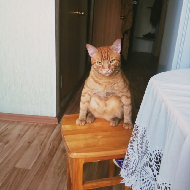 Живность из сети