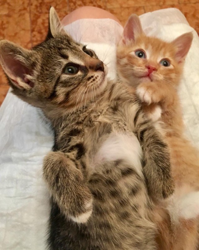Забавные фото котеек