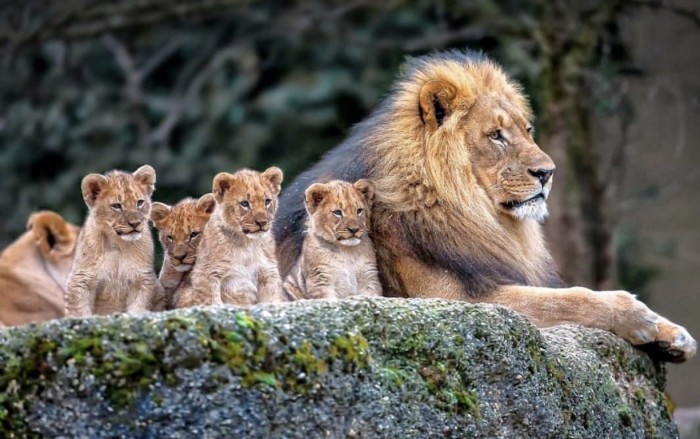 Кошки