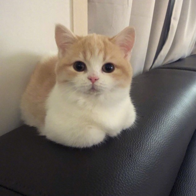 Забавные фото котеек