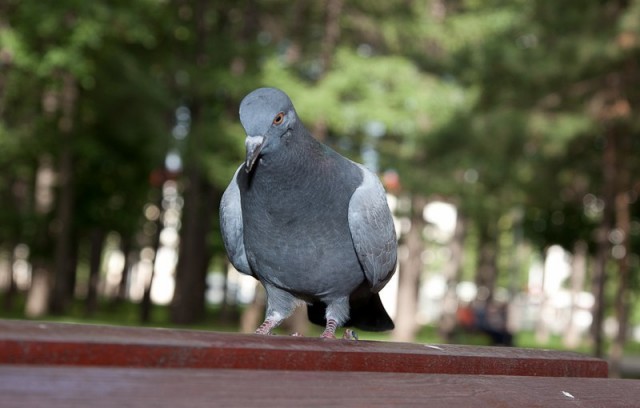 Живность из сети