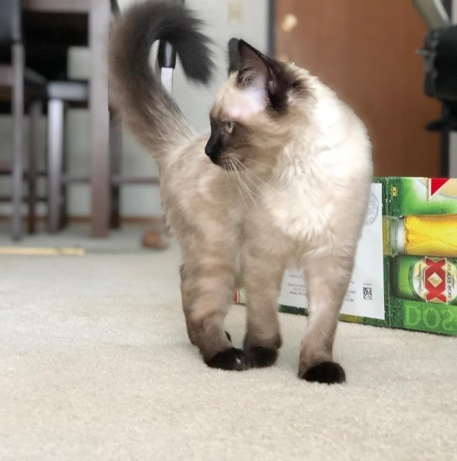 Коты из сети