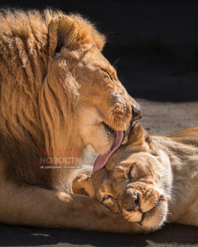 Влюбленных друг в друга льва и львицу усыпили в один день