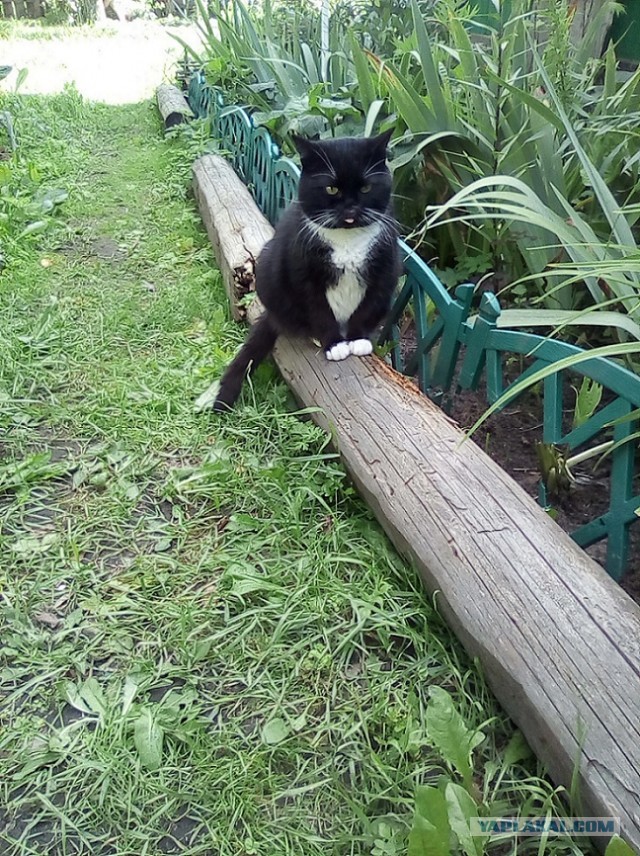 История одного котенка