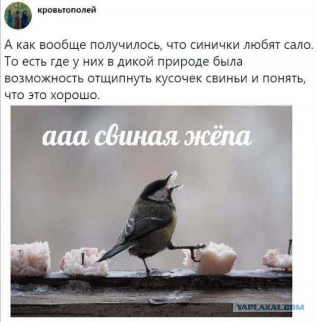 Картинки из рабочего чата 24.10