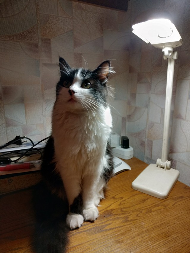 Котовторник 17.11.20